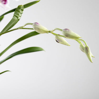 Orchid, Miltonia with a 4" Terracotta Pot