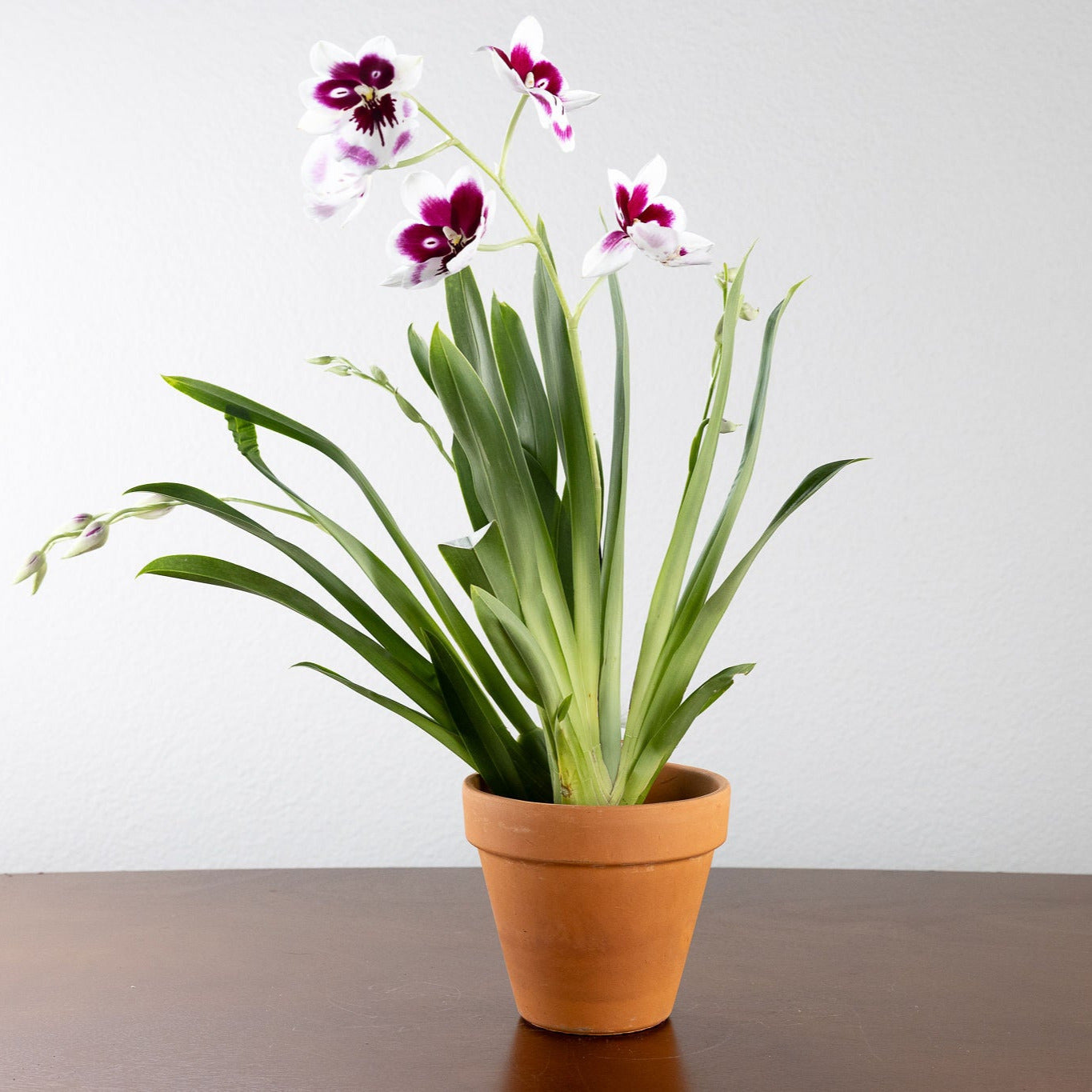 Orchid, Miltonia with a 4" Terracotta Pot