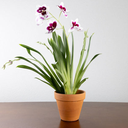 Orchid, Miltonia with a 4" Terracotta Pot