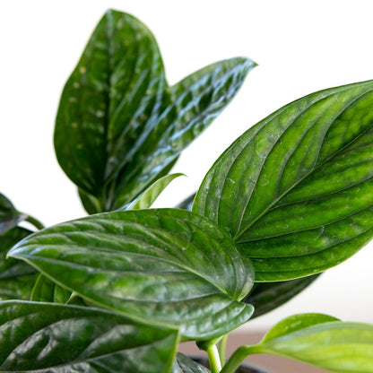 philodendron peru for sale Monstera 'Peru' – GreenHouse.shop