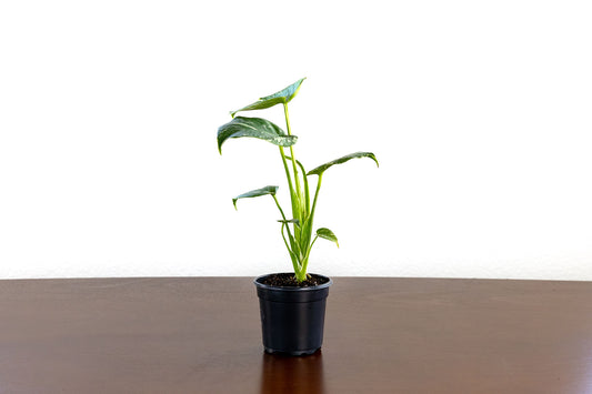 Monstera Thai Constellation