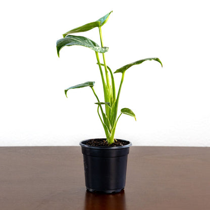 Monstera Thai Constellation