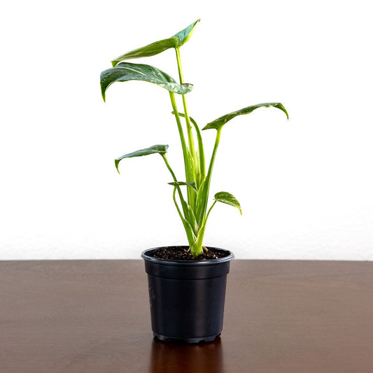 Monstera Thai Constellation