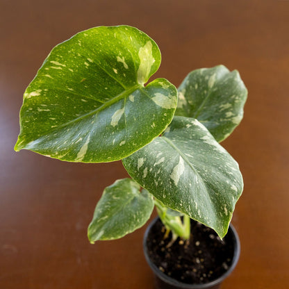 Monstera Thai Constellation