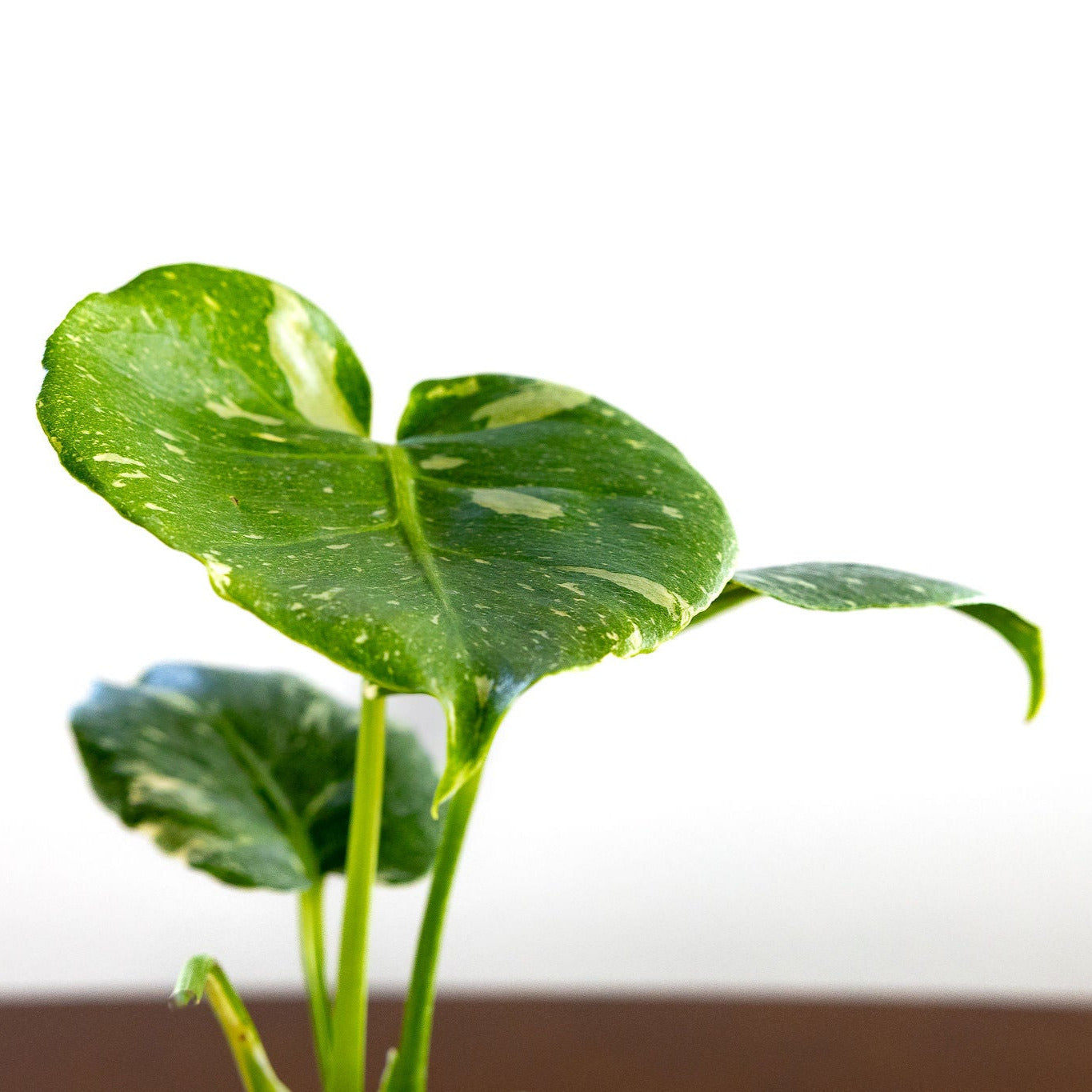 Monstera Thai Constellation