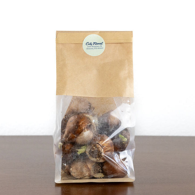 Grow Your own Paperwhites - Pack of 12 Bulbs