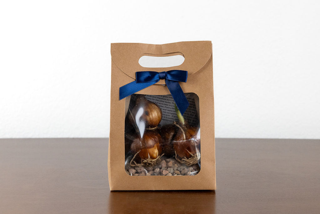 Paperwhite Growing Kit - 5 bulbs + gravel