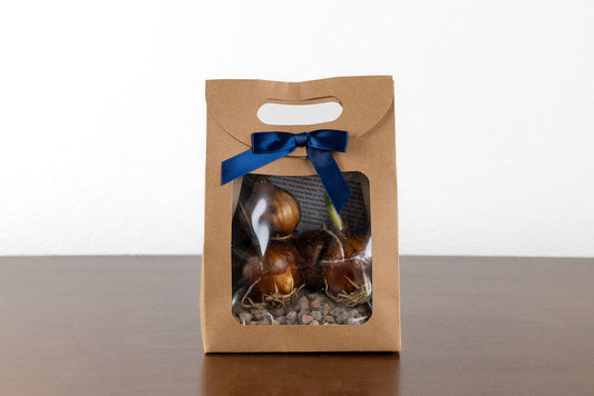 Paperwhite Growing Kit - 5 bulbs + gravel