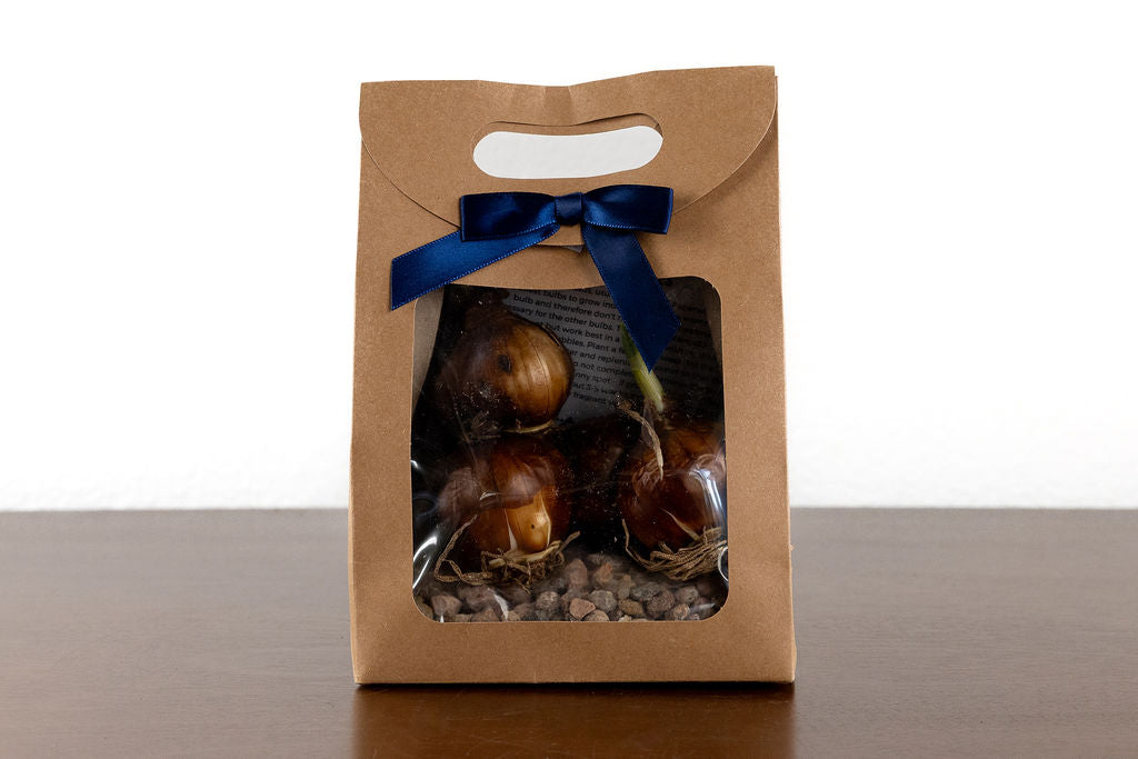 Paperwhite Growing Kit - 5 bulbs + gravel