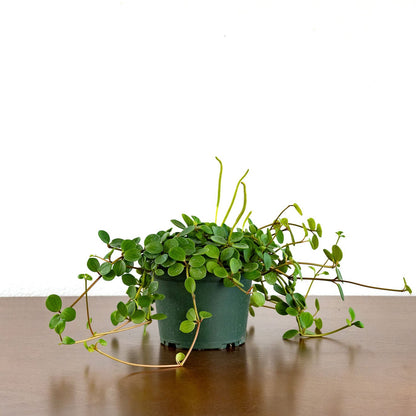 Peperomia 'Hope'