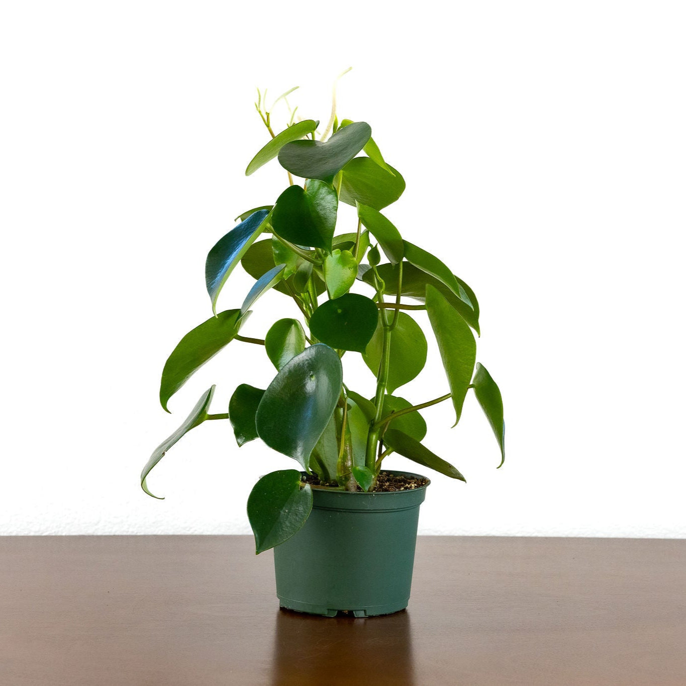 Peperomia 'Raindrop'