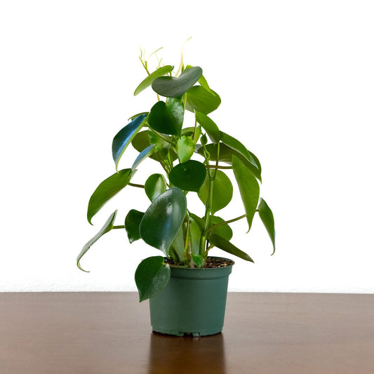 Peperomia 'Raindrop'