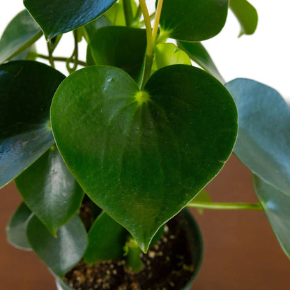 Peperomia 'Raindrop'