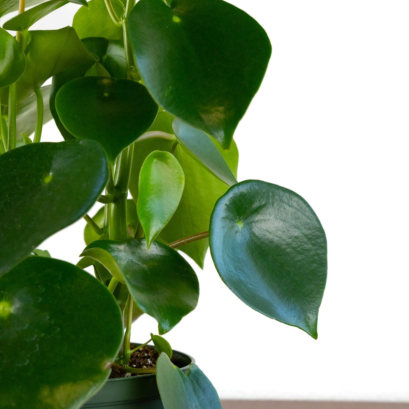 Peperomia 'Raindrop'