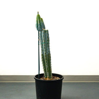 Trichocereus Peruvanus ‘Los Gentiles’