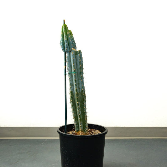 Trichocereus Peruvanus ‘Los Gentiles’