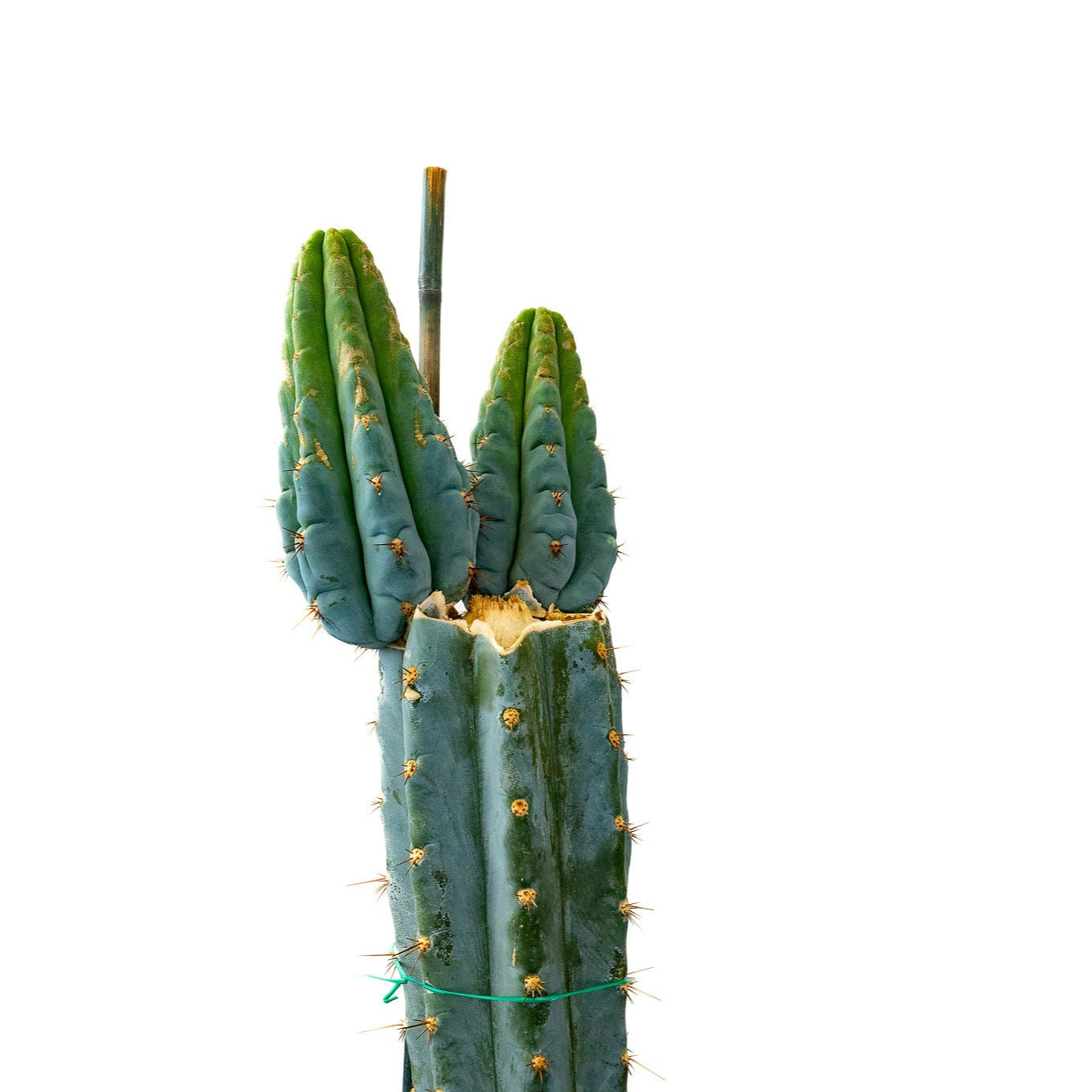 Trichocereus Peruvanus ‘Los Gentiles’