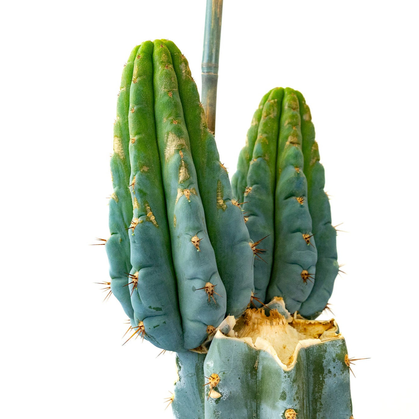 Trichocereus Peruvanus ‘Los Gentiles’