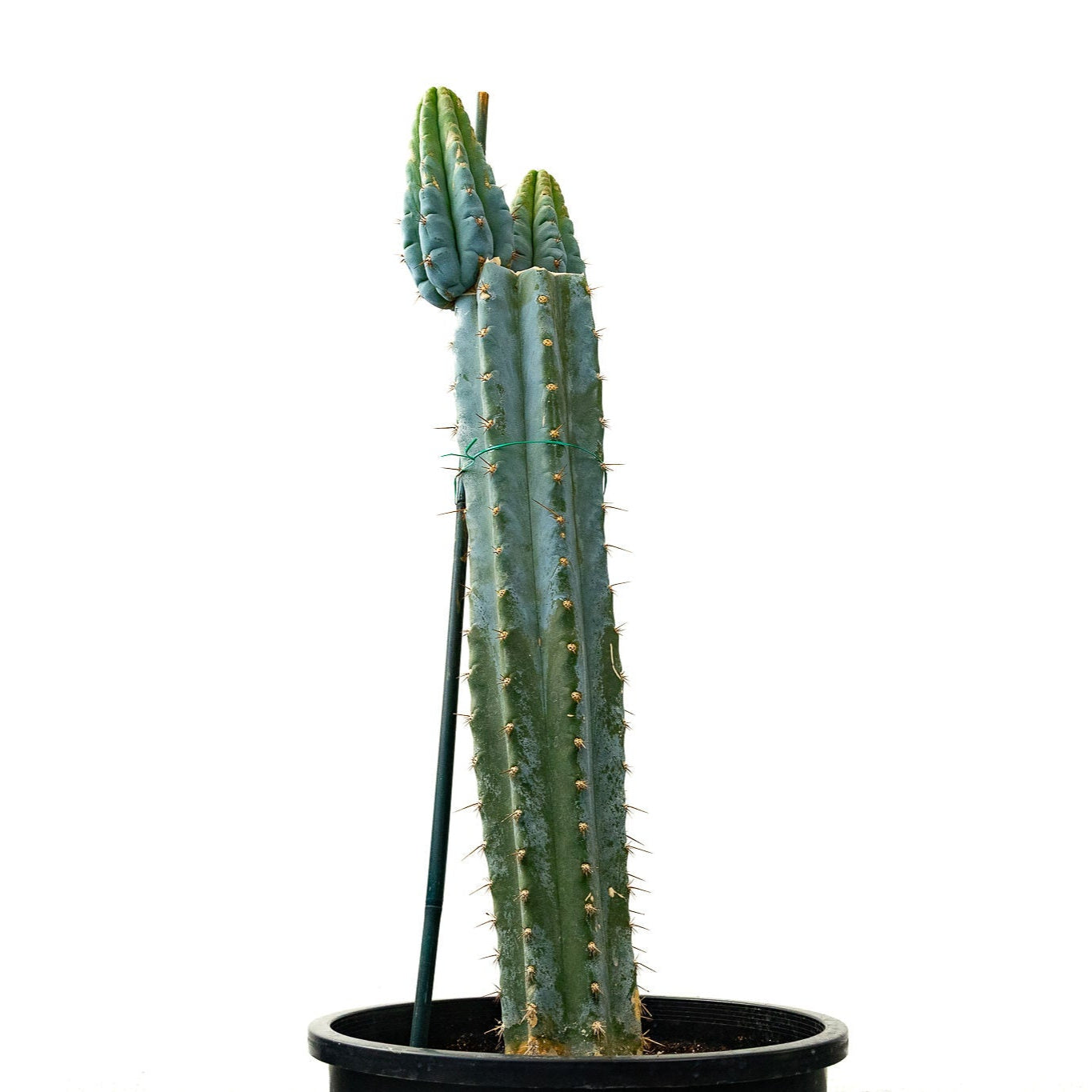 Trichocereus Peruvanus ‘Los Gentiles’