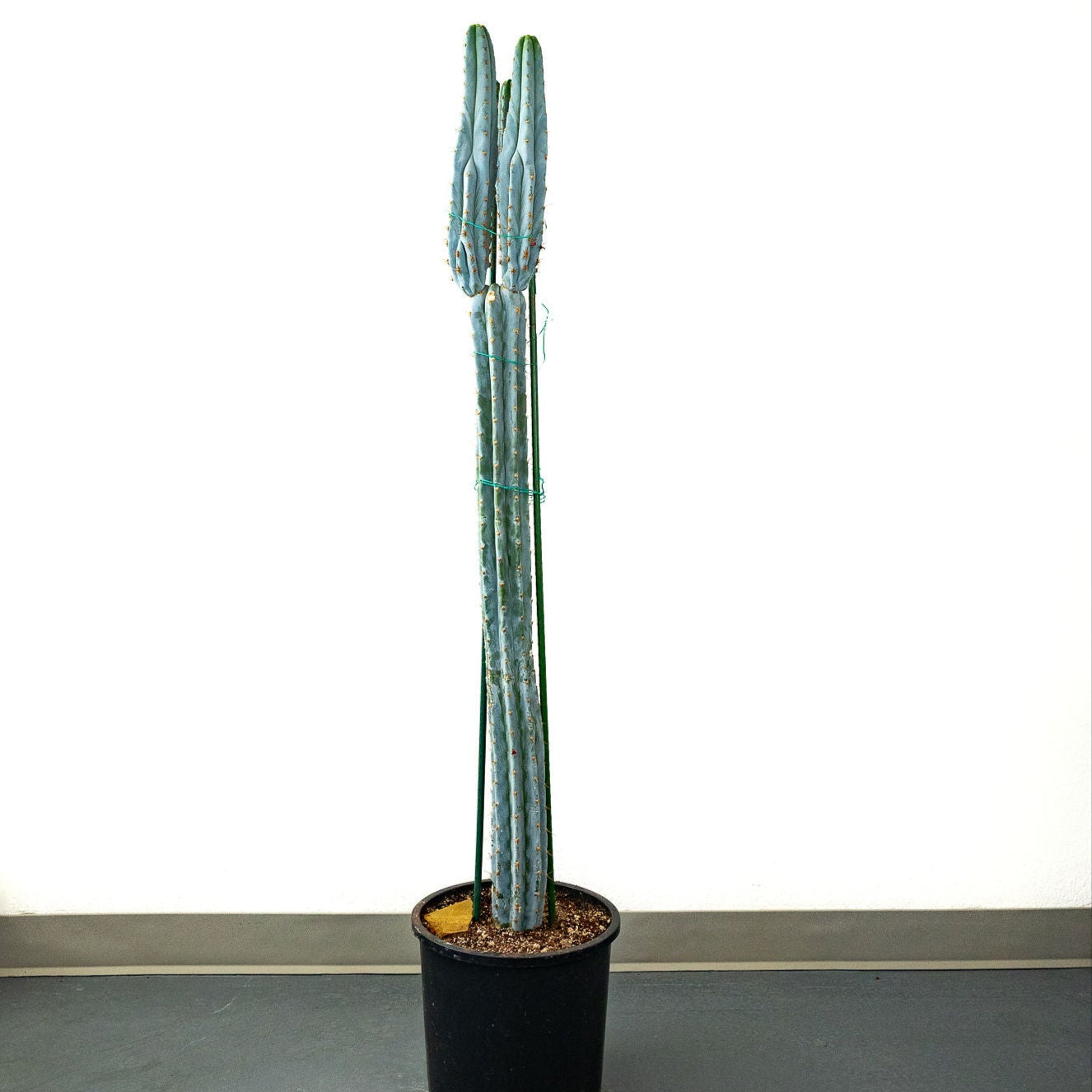 Tall Peruvian medicinal cactus plant in a pot on a white background