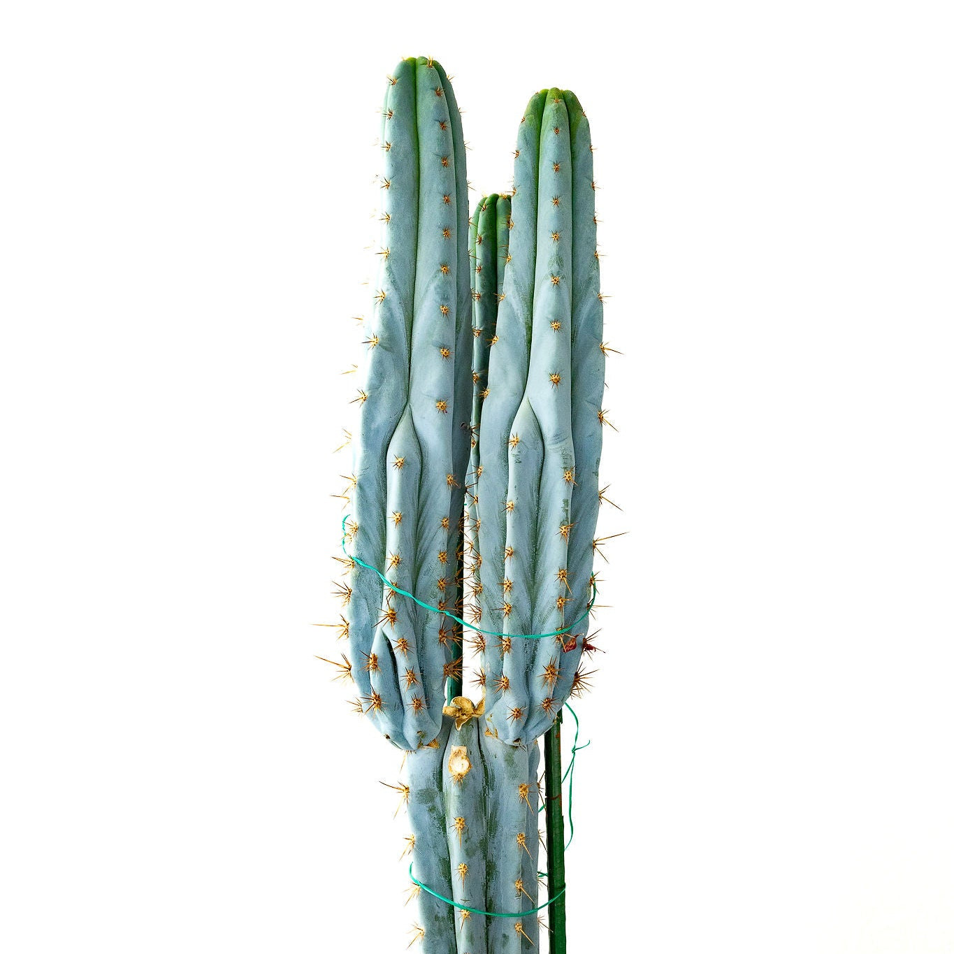 san pedro torch cactus buy Peruvian Torch – 'Sharxx Blue' – GreenHouse.shop