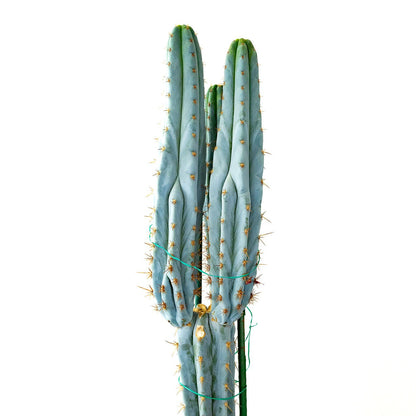 Peruvian Torch – ‘Sharxx Blue’