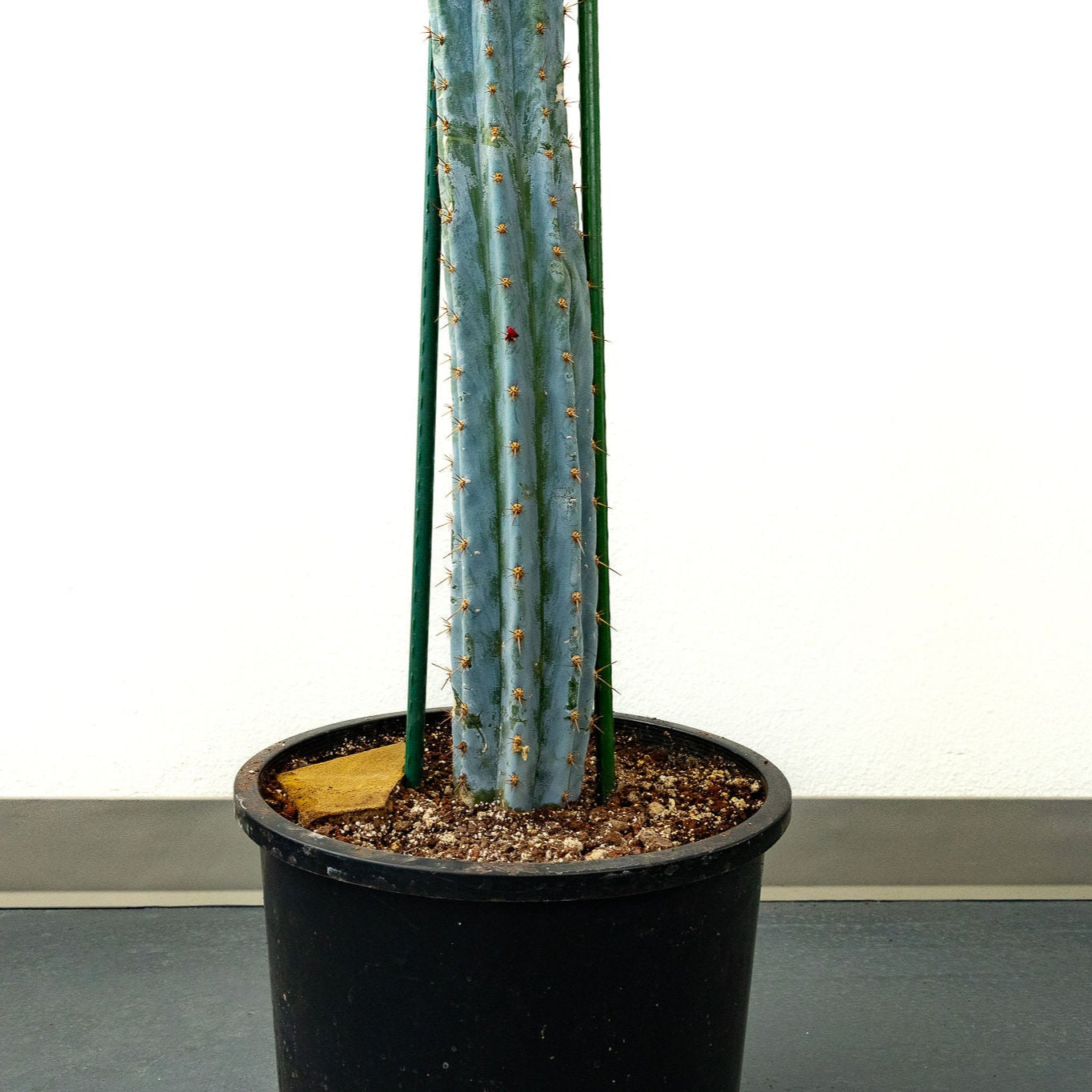 Peruvian Torch – ‘Sharxx Blue’