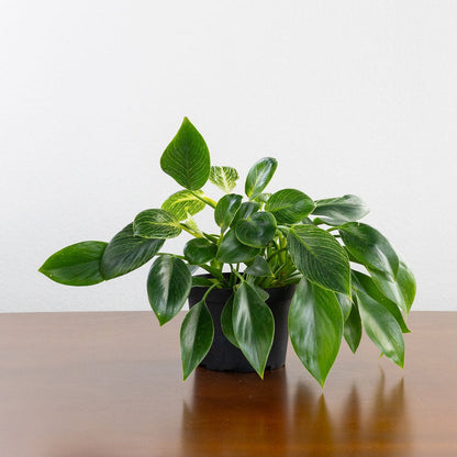 Philodendron 'Birkin'