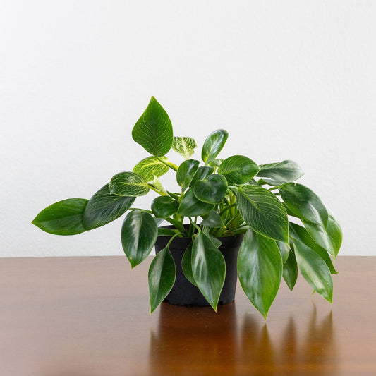 Philodendron 'Birkin'