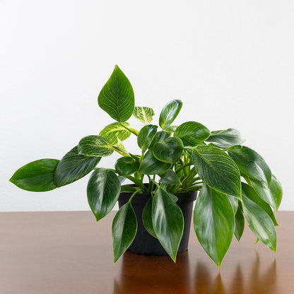 Philodendron 'Birkin'