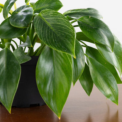 Philodendron 'Birkin'