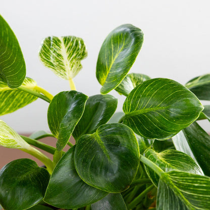 Philodendron 'Birkin'