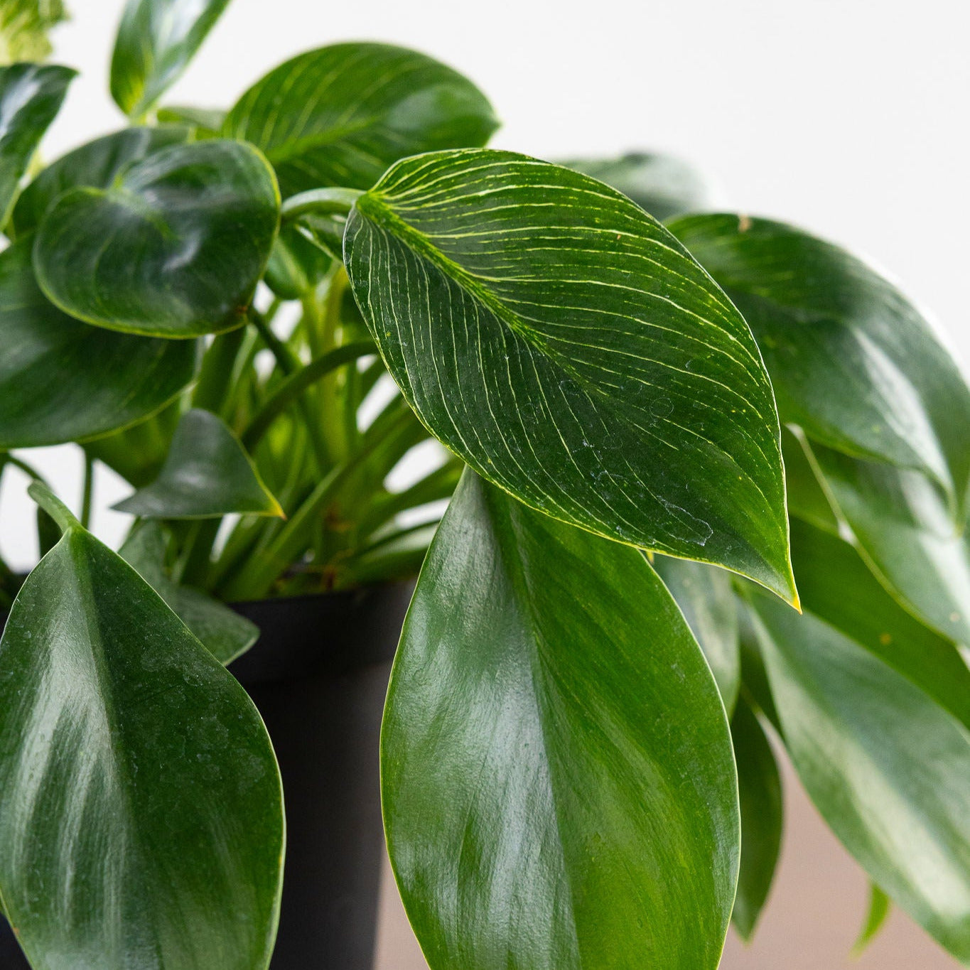 Philodendron 'Birkin'