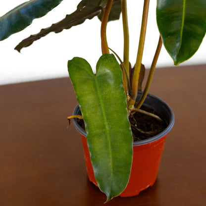 Philodendron 'Billietiae'