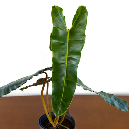 philodendron billietiae for sale United Nursery Live Philodendron Billietiae Exotic Tropical Houseplant in 6 in. Grower Pot