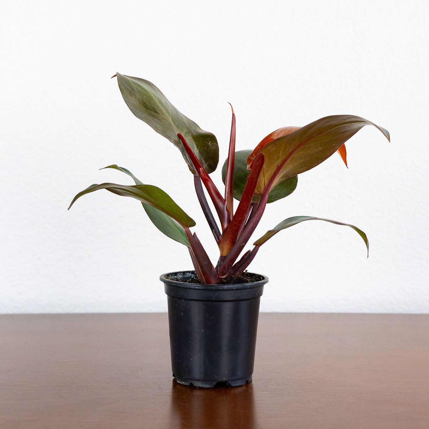 Philodendron 'Cherry Red'