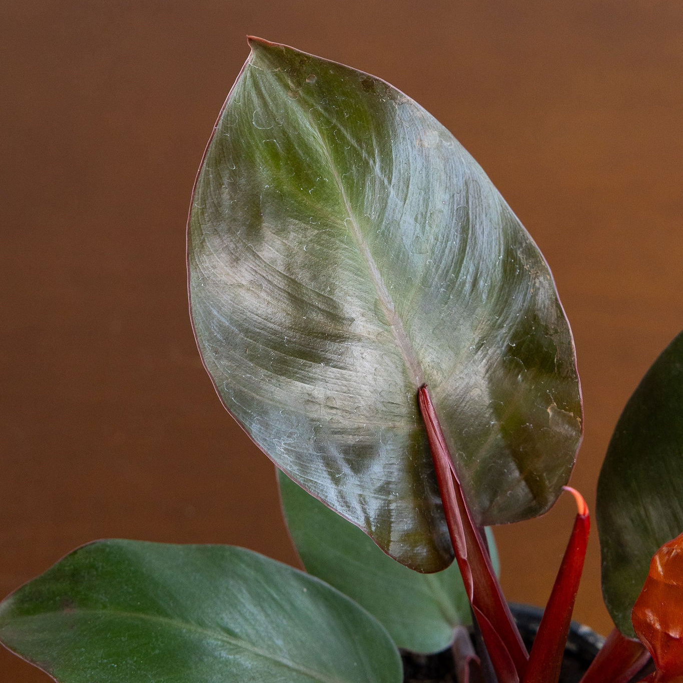 Philodendron 'Cherry Red'