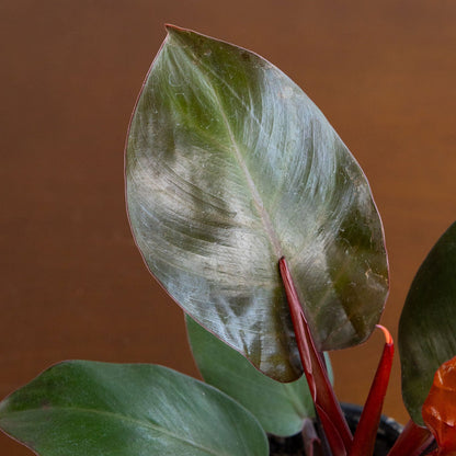 Philodendron 'Cherry Red'