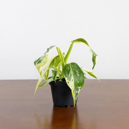 Philodendron 'Jose Buono'