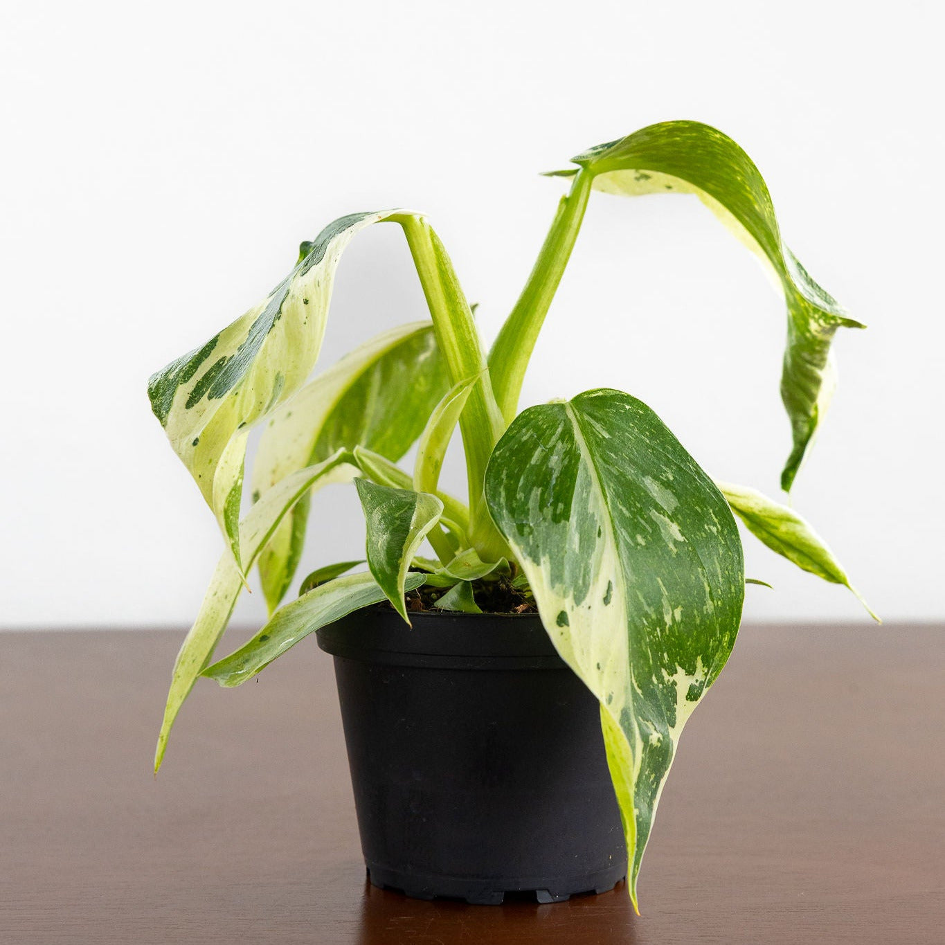 Philodendron 'Jose Buono'