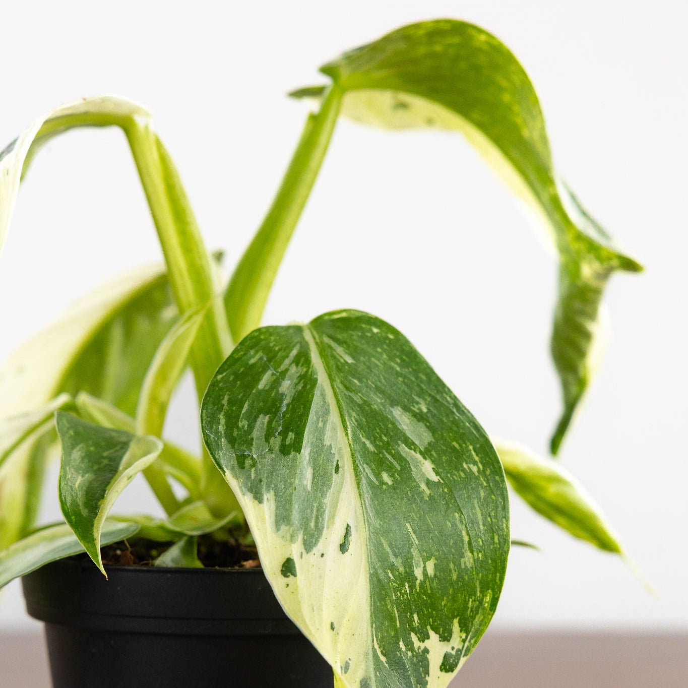 philodendron jose buono scientific name Philodendron 'Jose Buono' – GreenHouse.shop