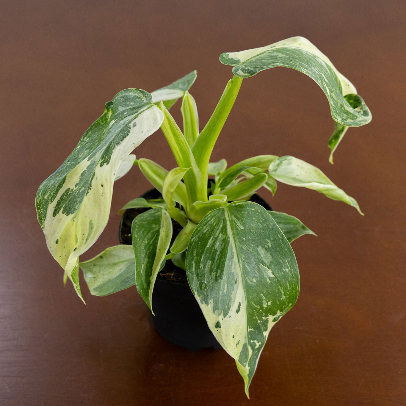 Philodendron 'Jose Buono'