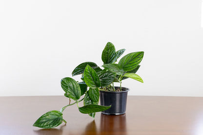 Philodendron Peru