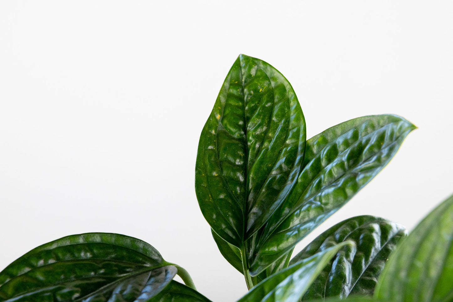 Philodendron Peru