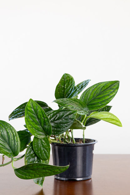 Philodendron Peru