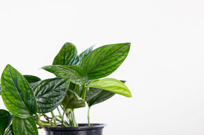 Philodendron Peru