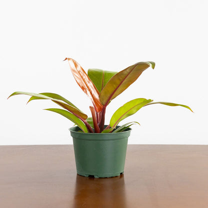 Philodendron 'Prince of Orange'