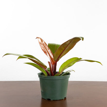 Philodendron 'Prince of Orange'