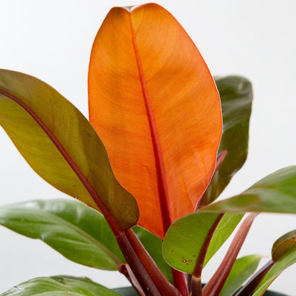 Philodendron 'Prince of Orange'