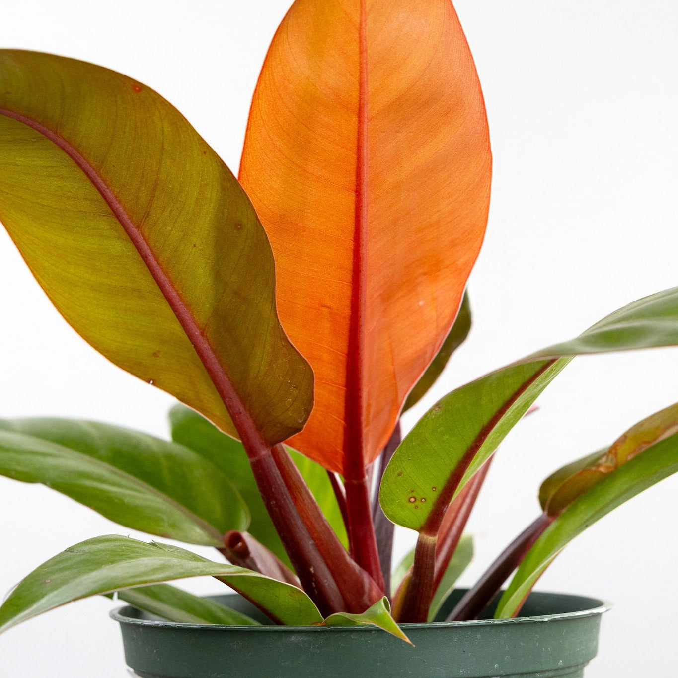 Philodendron 'Prince of Orange'